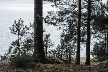 Çam ormanı manzarası