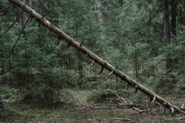 Çam ormanı manzarası