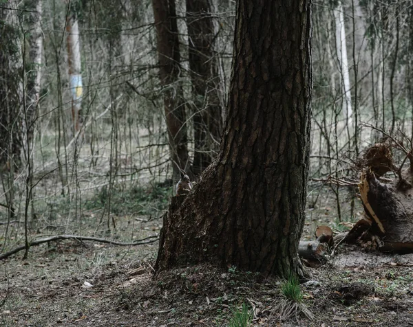 Ekorre Ett Träd Skogen — Stockfoto