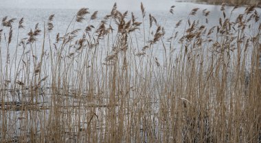 Suyun ve gökyüzünün arka planında sazlar