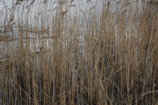 Reeds Background Water Sky — Stock Photo, Image