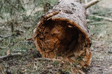 Düşmüş çam gövdesi iç görünüm