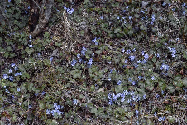 Yeryüzündeki Bir Ormanda Küçük Mavi Çiçekler — Stok fotoğraf