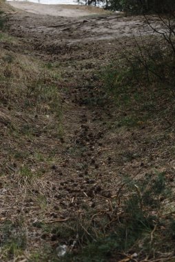 Çam ormanındaki patika bir nehre çıkıyor.