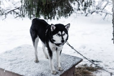 Kışın karlı bir arka planda, bebek odasında güzel bir kurt. Husky Bakımevi. Karelya