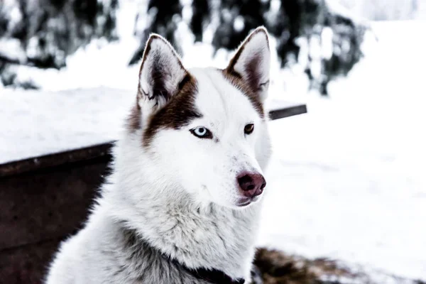 Piękny Husky Żłobku Tle Śniegu Zimie Żłobek Husky Karelia — Zdjęcie stockowe