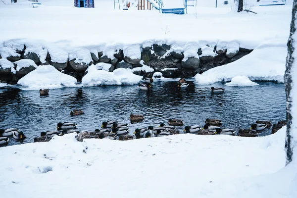 Muchos Patos Nadando Estanque Nieve — Foto de Stock