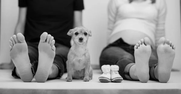 Беременная пара и собака влюблены в детеныша живота питомца показывая босые ноги — стоковое фото