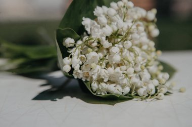 Vadinin zambakları beyaz arka planda yatar. Vadinin zambakları güzel çiçekler