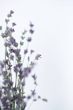 Beyaz arka planda lavanta buketi