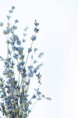 Beyaz arka planda lavanta buketi