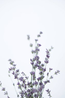Beyaz arka planda lavanta buketi