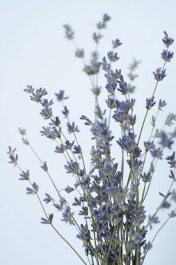 Beyaz arka planda lavanta buketi