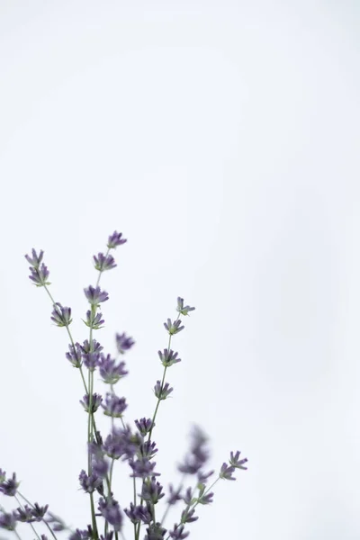 lavender bouquet on a white background