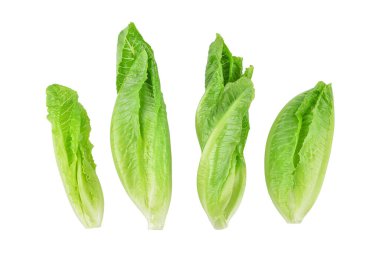 Taze çünkü marul beyaz arka planda izole edilmiş. Üst görünüm