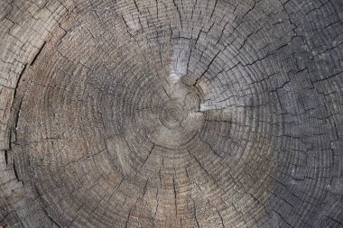 Eski ağaç gövdesi dokusu. Ağaç kütüğü yakın görünüm dokusu. Ağaç tepesi desen fotoğrafı.