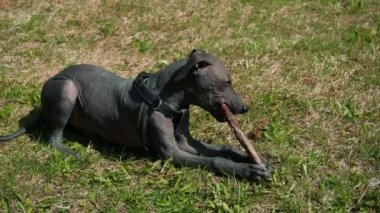 Xoloitzcuintli Köpek. Meksikalı tüysüz Xolo bir çubuk kemiriyor. Güzel, tüysüz Meksikalı köpek parkta çimlere bir çubuk ısırıyor.