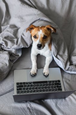Köpek dizüstü bilgisayarla yatakta.