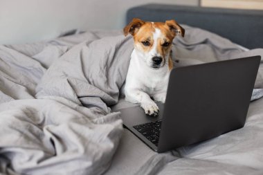 Köpek dizüstü bilgisayarla yatakta.
