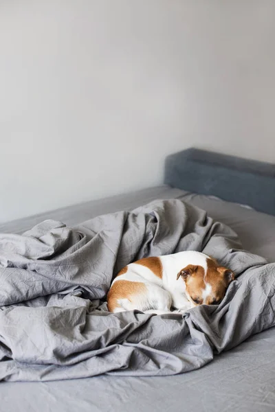 Cute Puppy Jack Russell Sleeps Bed — Stock Photo, Image