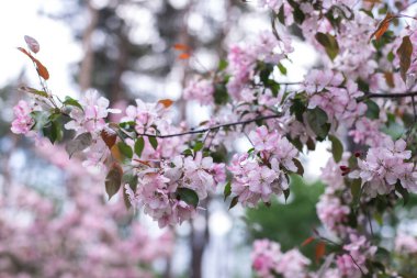 Bulanık arka planda pembe çiçekler