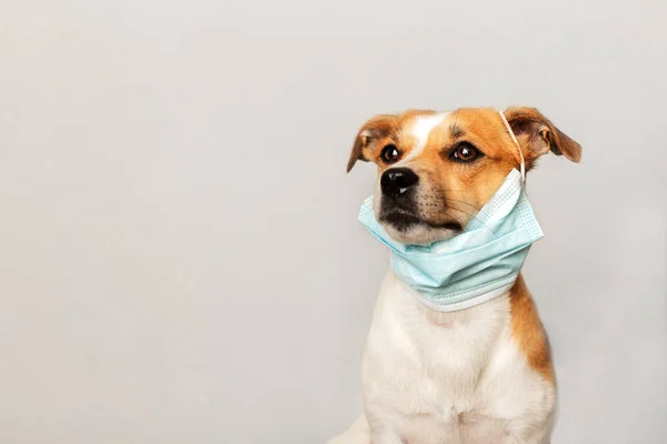 Cão Isolado Uma Máscara Azul Vírus — Fotografia de Stock