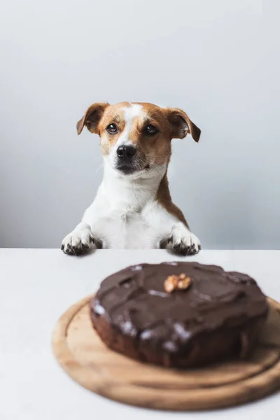 Cãozinho Bonito Com Delicioso Bolo Chocolate — Fotografia de Stock