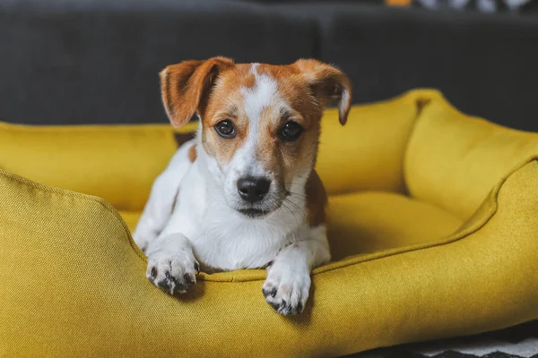 Jack Russel Puppy Chilling Home Yellow Dog Bed — ストック写真