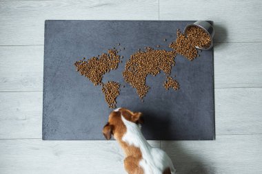 Karanlık arka planda çiğ köpek mamasından yapılmış dünyanın haritası. Jack Russell 'ın köpeği kuru yemek yer. Üst görünüm