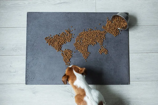 Map of the world made of raw dog food on dark background. Jack Russell dog eats dry food. Top view