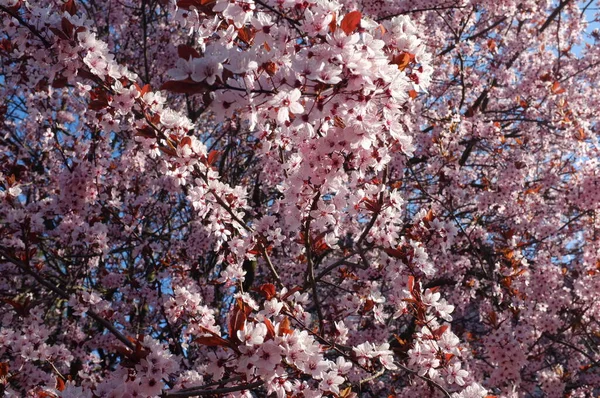 Tree Blooming Flowers — Stock Photo, Image