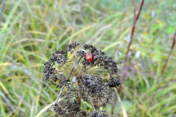 Çimlerin üzerinde uğur böceği — Stok fotoğraf