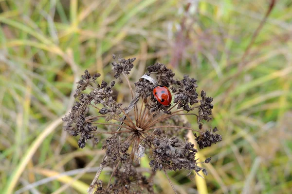 Lieveheersbeestje op het gras — Stockfoto