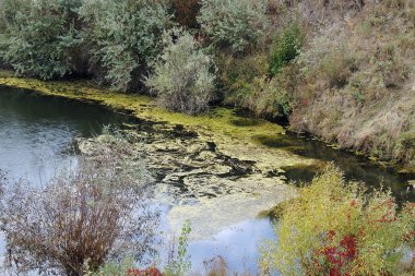 Orman ve su onun yansıması