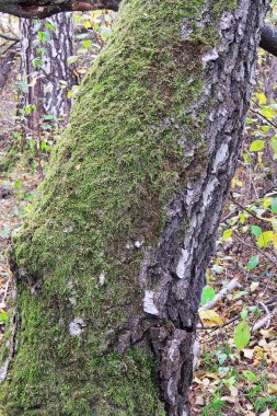 Yosun, yosun, yosun autumn, orman yaprağı yosun, yosun tohumlar, doğa yaban hayatı mikro