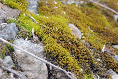 Yosun, yosun, yosun autumn, orman yaprağı yosun, yosun tohumlar, doğa yaban hayatı mikro