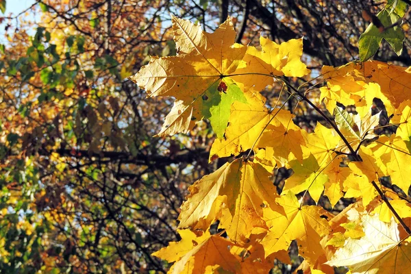 Herbst Ahorn Blätter Hintergrund — Stockfoto