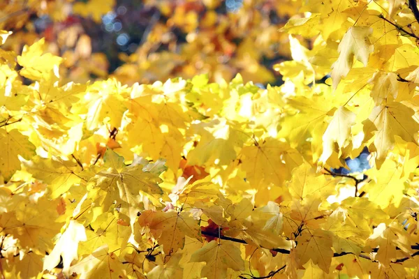 Herbst Ahorn Blätter Hintergrund — Stockfoto