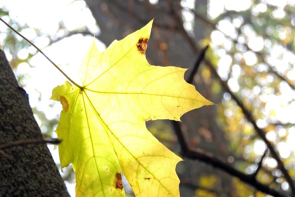 Feuilles d'érable d'automne fond — Photo