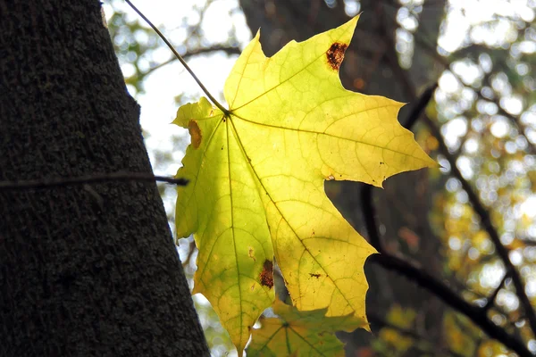 Фон осіннього кленового листя — стокове фото