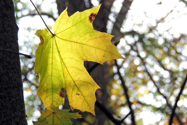 Feuilles d'érable d'automne fond — Photo