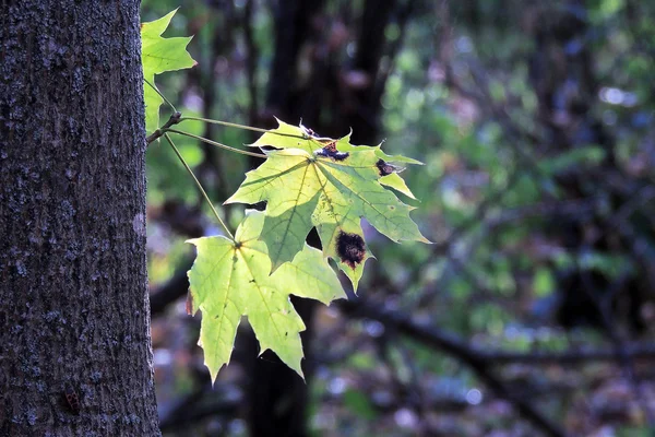 Autumn Maple Leaves Background — Stock Photo, Image