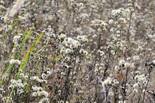 Das trockene Gras. Hintergrund — Stockfoto