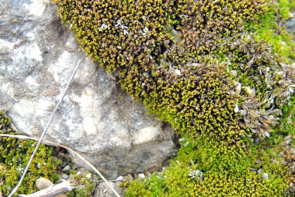 Mech, liść na mech, MECH jesień, Las moss, nasiona moss, charakter dzikość Micro — Zdjęcie stockowe