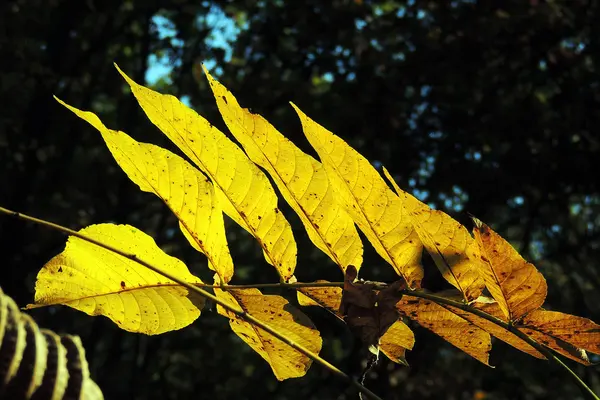 Feuilles d'érable d'automne fond — Photo