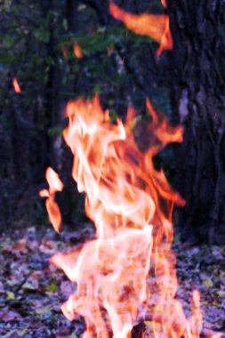 Ahşap yakma. Yangın. Arka plan doğa yangın 