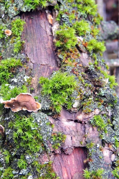 Moos, Blatt auf Moos, Moos Herbst, Waldmoos, Moossamen, Natur, Tierwelt, Mikro — Stockfoto