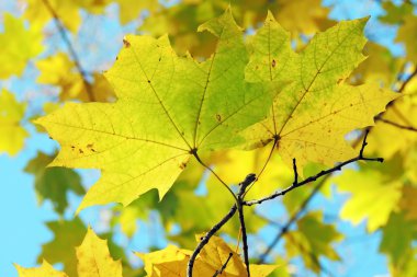 Sonbahar akçaağacı arkaplanı terk eder