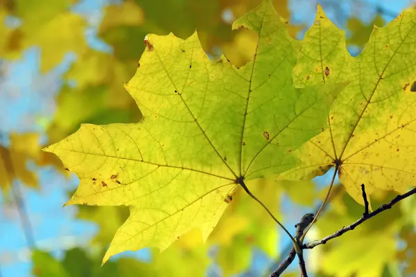Sonbahar akçaağacı arkaplanı terk eder