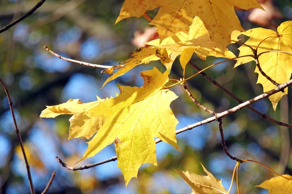 Herbst Ahorn Blätter Hintergrund — Stockfoto